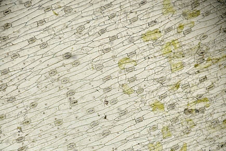 plant stomata viewed through a microscope